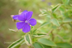 Tibouchina urvilleana